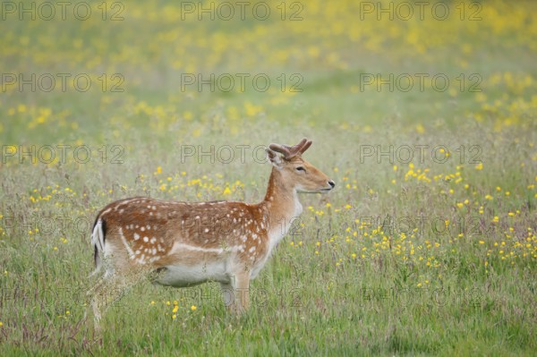 Fallow deer (Dama dama), fallow deer with velvet antlers standing in a flower meadow in spring,
