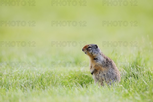 Columbia ground squirrel (Urocitellus columbianus, Spermophilus columbianus) sitting upright in a