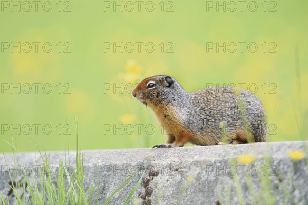 Columbia ground squirrel (Urocitellus columbianus, Spermophilus columbianus), Yoho National Park,