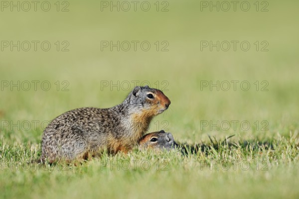 Columbia ground squirrel (Urocitellus columbianus, Spermophilus columbianus) with young at the