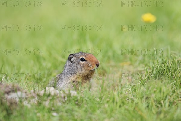 Columbia ground squirrel (Urocitellus columbianus, Spermophilus columbianus) at the burrow, Yoho