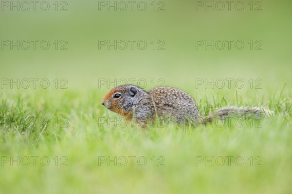 Columbia ground squirrel (Urocitellus columbianus, Spermophilus columbianus), juvenile, Waterton