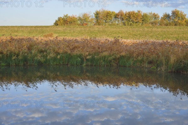 Clouds reflected in a pond with reeds (Phragmites australis, Phragmites communis) in autumn, North