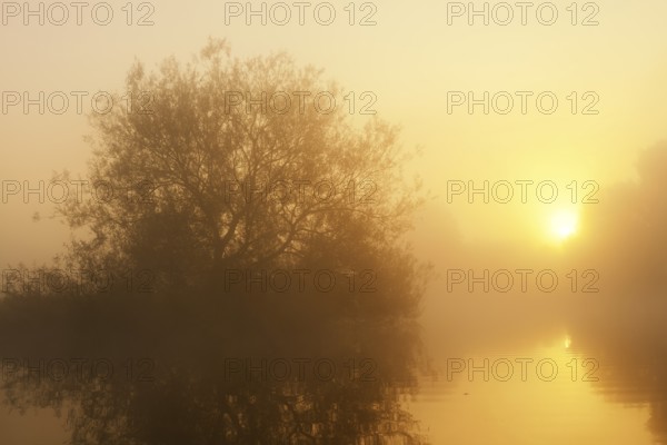 Silver willow (Salix alba) in the morning mist on the river Lippe at sunrise, North