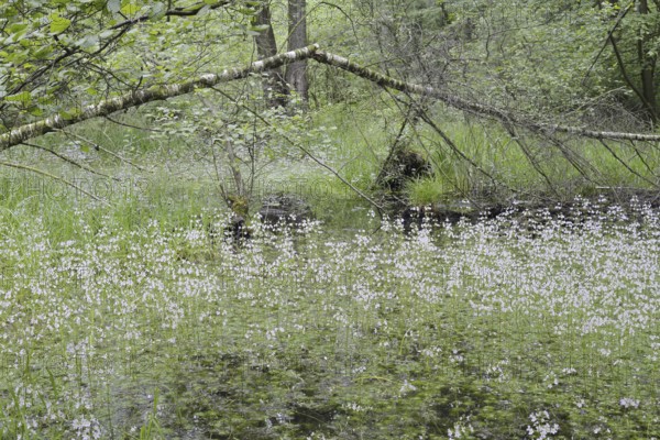 Flowering European water feather or water primrose (Hottonia palustris) in a pond, North