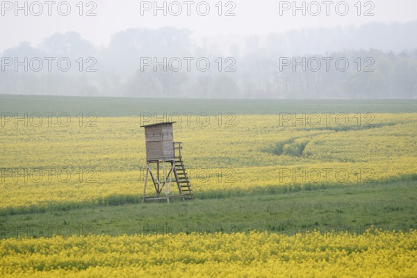 High seat and flowering rape field (Brassica napus) in spring, North Rhine-Westphalia, Germany