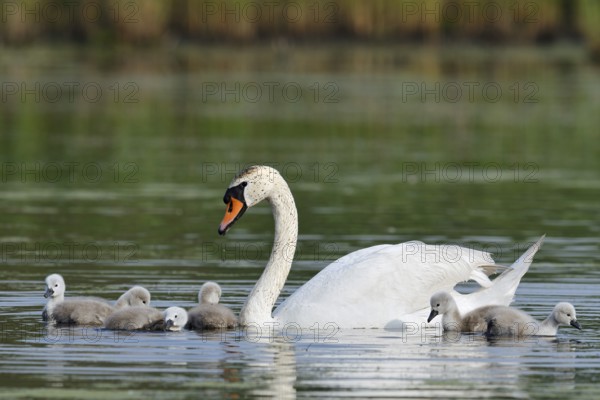 Mute swan (Cygnus olor) with chicks on a lake, North Rhine-Westphalia, Germany