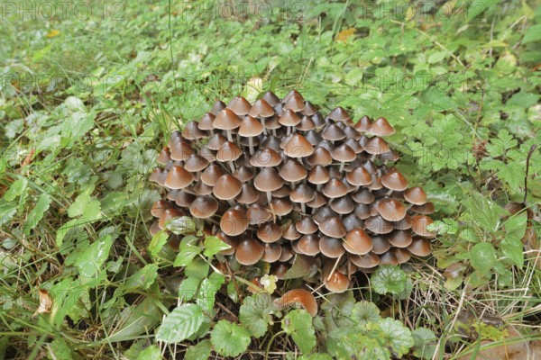 Rogers Mushroom (Britzelmayria multipedata, Psathyrella multipedata), North Rhine-Westphalia,