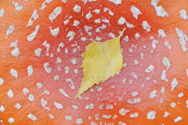 Fly agaric (Amanita muscaria), cap with flaky scales and birch leaf (Betula spec.), North