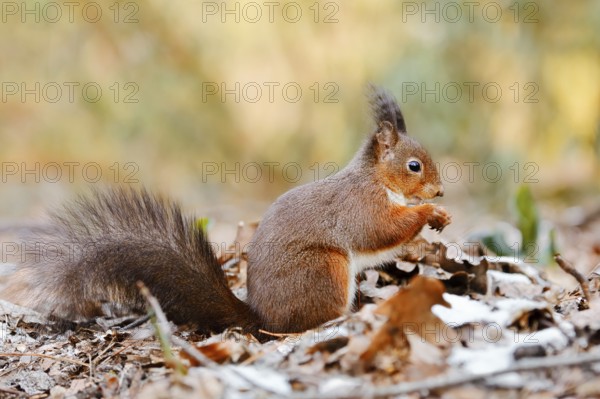 Eurasian squirrel (Sciurus vulgaris) sitting feeding on a pile of leaves with hoarfrost, North