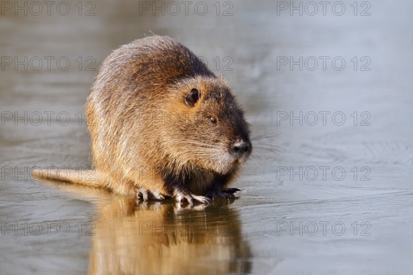 Nutria or swamp beaver (Myocastor coypus) on the ice surface of a lake in winter, neozoa in