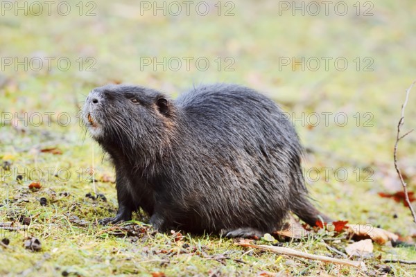 Nutria or swamp beaver (Myocastor coypus) on the shore, North Rhine-Westphalia, Germany, Neozoon in