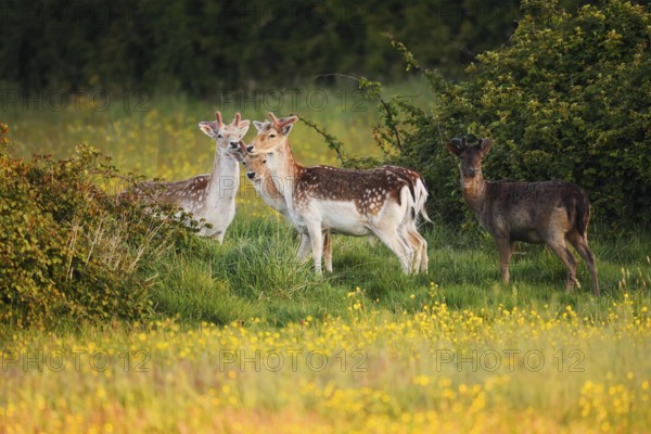 Fallow deer (Dama dama), fallow deer with velvet antlers on a flower meadow in spring, Zeeland,