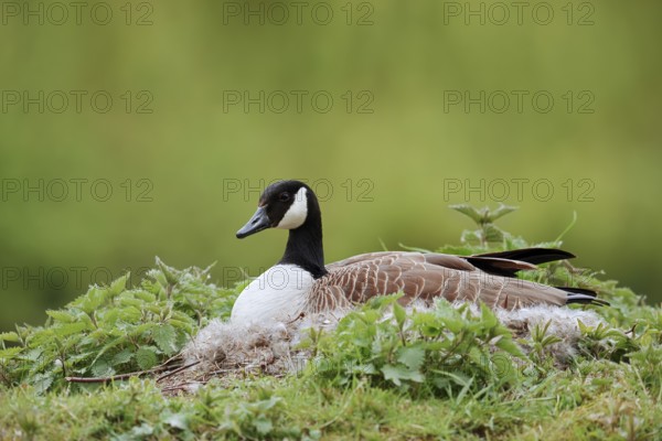 Canada goose (Branta canadensis) sitting brooding on the nest, North Rhine-Westphalia, Germany