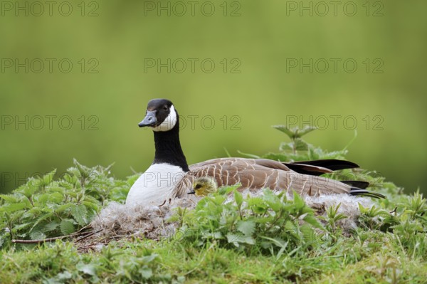 Canada goose (Branta canadensis) sitting brooding with chicks on the nest, North Rhine-Westphalia,