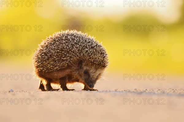 Brown-breasted hedgehog or Western European hedgehog (Erinaceus europaeus), North Rhine-Westphalia,