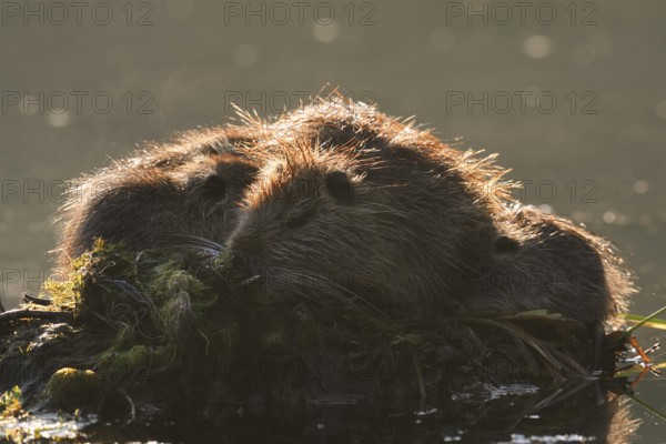 Nutria or swamp beaver (Myocastor coypus), female with young, North Rhine-Westphalia, Germany,