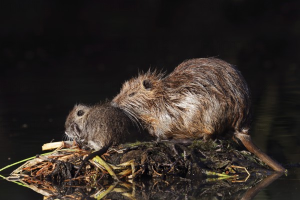 Nutria or swamp beaver (Myocastor coypus), female with young, North Rhine-Westphalia, Germany,