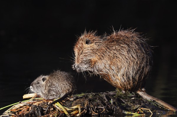 Nutria or swamp beaver (Myocastor coypus), female grooming with young, North Rhine-Westphalia,