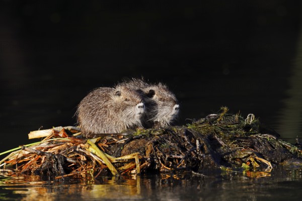 Nutria or swamp beaver (Myocastor coypus), young animals, North Rhine-Westphalia, Germany, neozoon