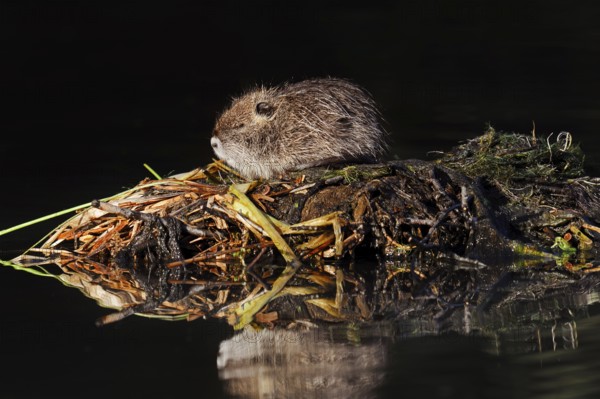 Nutria or swamp beaver (Myocastor coypus), juvenile, North Rhine-Westphalia, Germany, neozoon in
