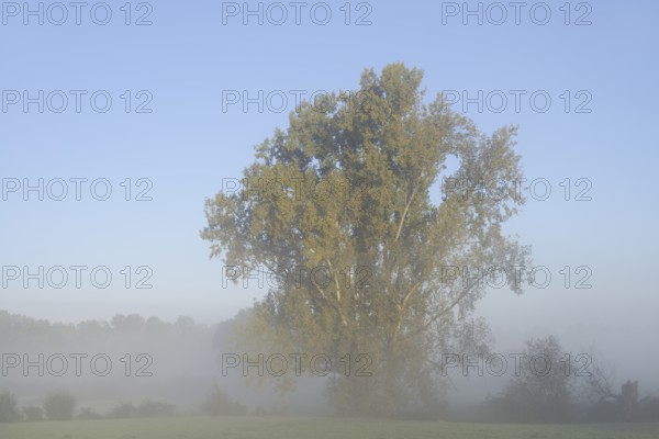 Bastard black poplar or Canada poplar (Populus ×canadensis, Populus ×euramericana) in the morning