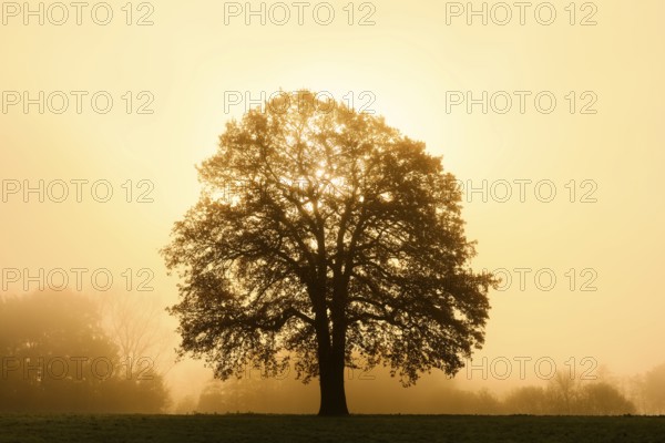 English oak (Quercus robur, Quercus pedunculata) in the morning mist at sunrise, North