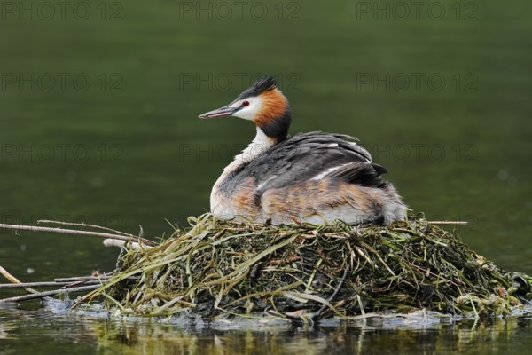 Great Crested Grebe (Podiceps Scalloped ribbonfish) sitting on its nest, North Rhine-Westphalia,