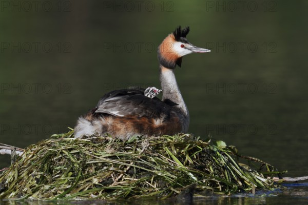 Great Crested Grebe (Podiceps Scalloped ribbonfish) sitting brooding with chicks on the nest, North