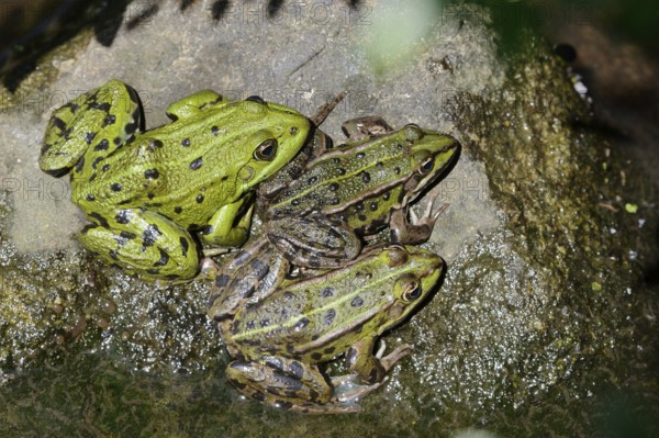 Pond frogs (Pelophylax esculentus, Rana esculenta) sitting on a stone, North Rhine-Westphalia,