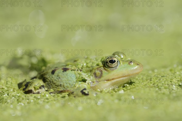 Edible Frog (Pelophylax esculentus, Rana esculenta) in a pond with Common duckweed (Lemna minor),
