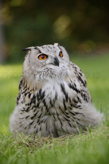 Turkmen Eagle Owl or Turkmen Eagle Owl (Bubo bubo omissus) sitting in a meadow, captive, occurrence