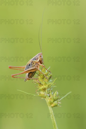 Roesel's bush-cricket (Roeseliana roeselii, Metrioptera roeselii), male, North Rhine-Westphalia,
