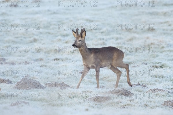 European roe deer (Capreolus capreolus), roebuck in a meadow with hoarfrost, North