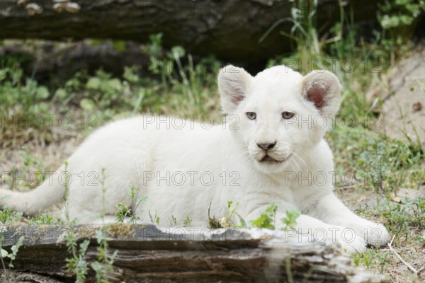 White lion (Panthera leo), young, captive, occurrence in Africa