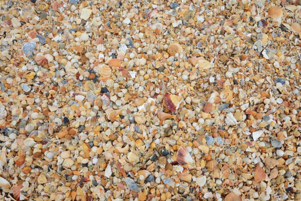 Different mussel shells on the beach, Algarve, Portugal