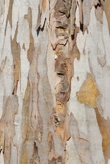 Tasmanian blue gum or common eucalyptus (Eucalyptus globulus), detail of the trunk, Algarve,
