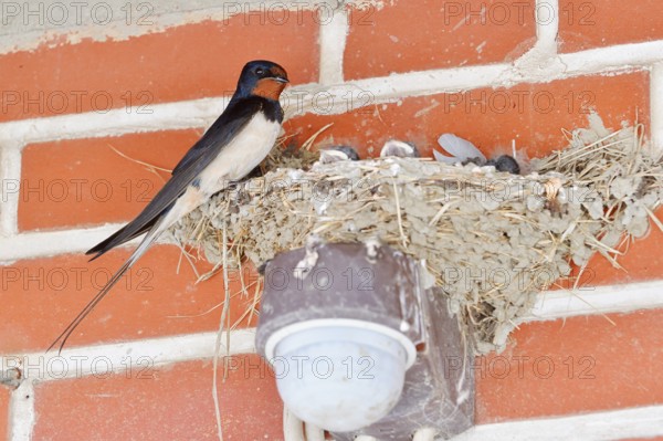 Barn Swallow (Hirundo rustica) with chicks in the nest, Schleswig-Holstein, Germany