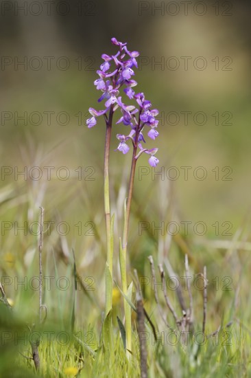 Green-winged orchid or Salep's orchid (Anacamptis morio, Orchis morio), flowering, Algarve,