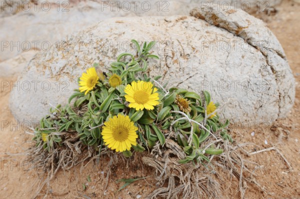 Coastal beach star or ducat flower (Pallenis maritima, Asteriscus maritimus), flowering, Algarve,