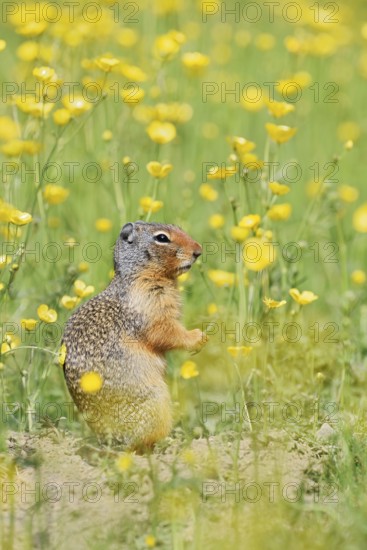 Columbia ground squirrel (Urocitellus columbianus, Spermophilus columbianus) in a flower meadow,