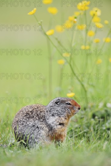 Columbia ground squirrel (Urocitellus columbianus, Spermophilus columbianus), Yoho National Park,