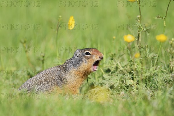 Columbia ground squirrel (Urocitellus columbianus, Spermophilus columbianus) sits calling in a