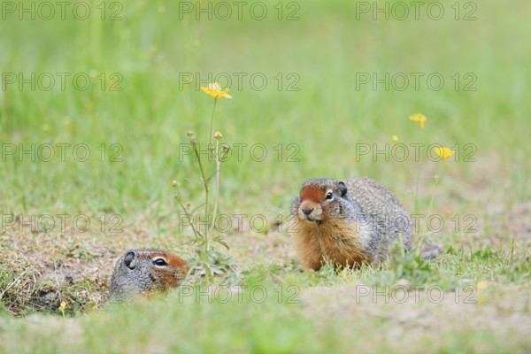 Columbia ground squirrel (Urocitellus columbianus, Spermophilus columbianus), two adults at the