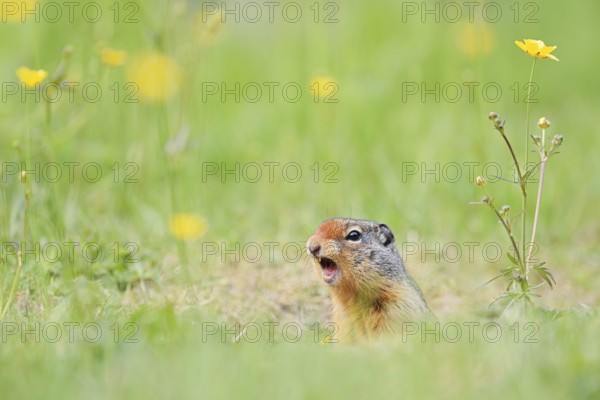 Columbia ground squirrel (Urocitellus columbianus, Spermophilus columbianus) looking out of its