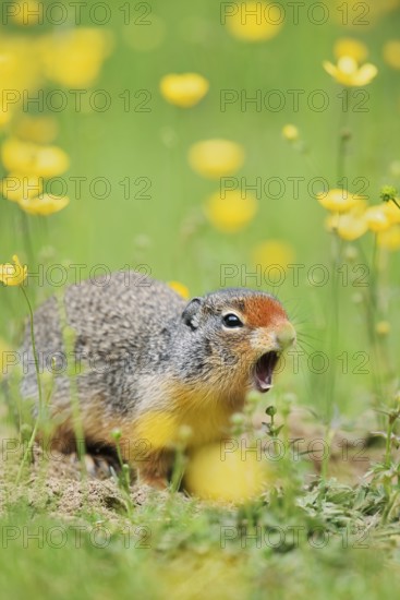 Columbia ground squirrel (Urocitellus columbianus, Spermophilus columbianus) sits calling at a