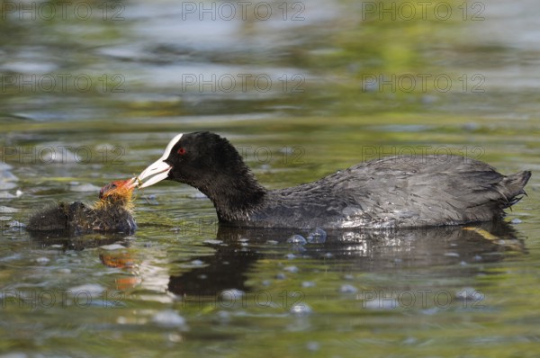Eurasian Coot (Fulica atra) feeding chicks, North Rhine-Westphalia, Germany