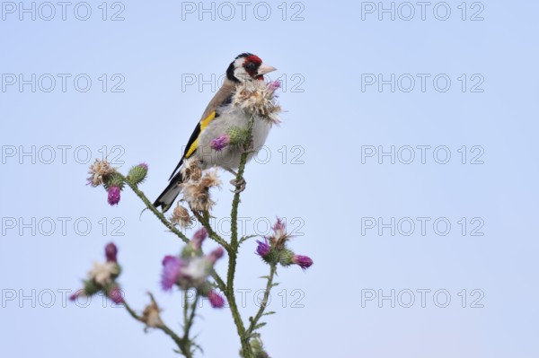 Goldfinch (Carduelis carduelis) sitting on thistle (Carduus acanthoides) in summer, North