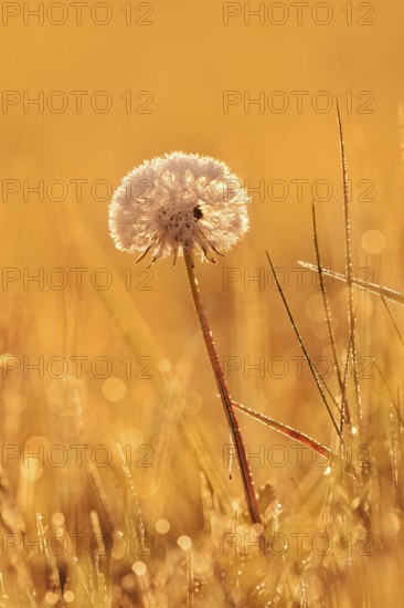 Common dandelion (Taraxacum officinale), fruit stand backlit at sunrise, North Rhine-Westphalia,