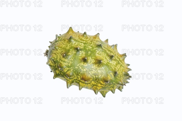 Horned cucumber, kiwano or horned melon (Cucumis metuliferus), fruit on a white background, native